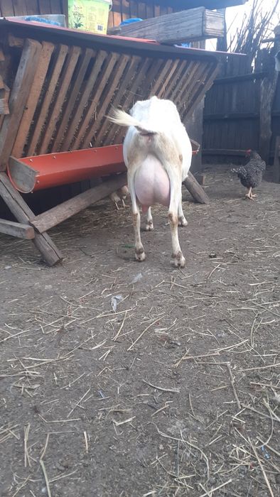 Vind capre anglo nubiane și țap anglo nubieni