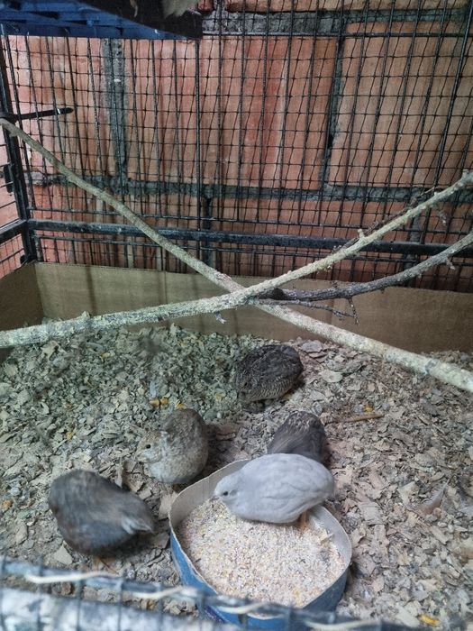 Prepelite pitice chinezesti