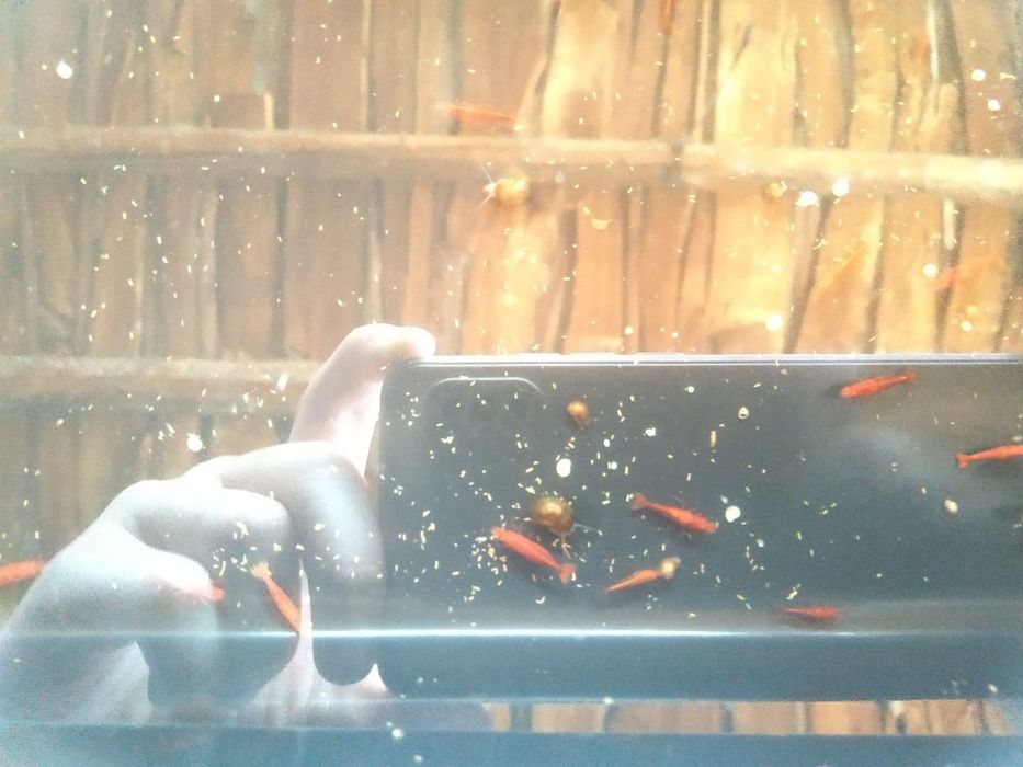 Криветка вишня и дафня с спирулиной зелёная вода