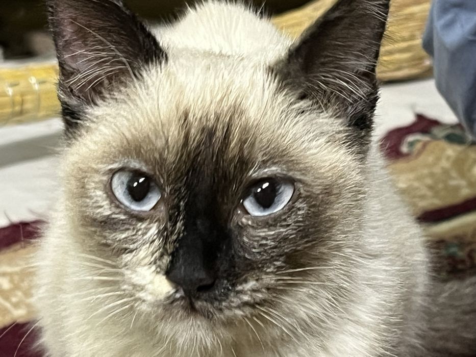 Кошка котенок 6месяцев