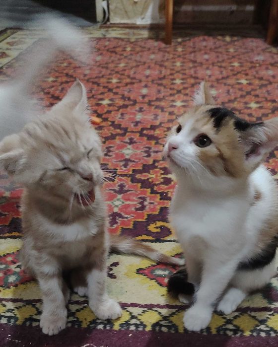 Отдам даром котят