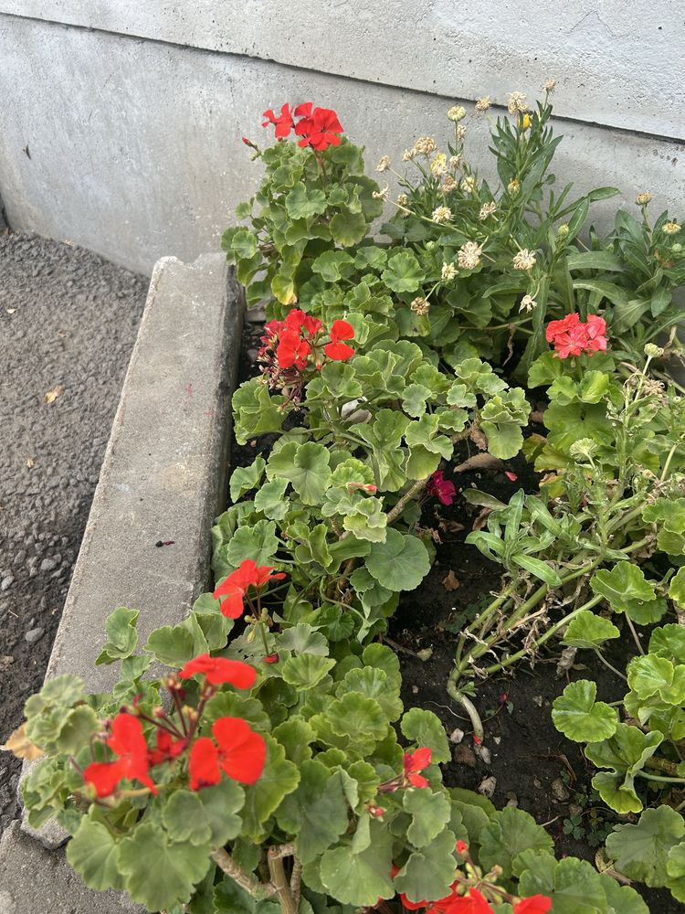 бесплатно герань