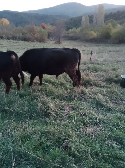 Мъжко теле за коледа 320-350кг