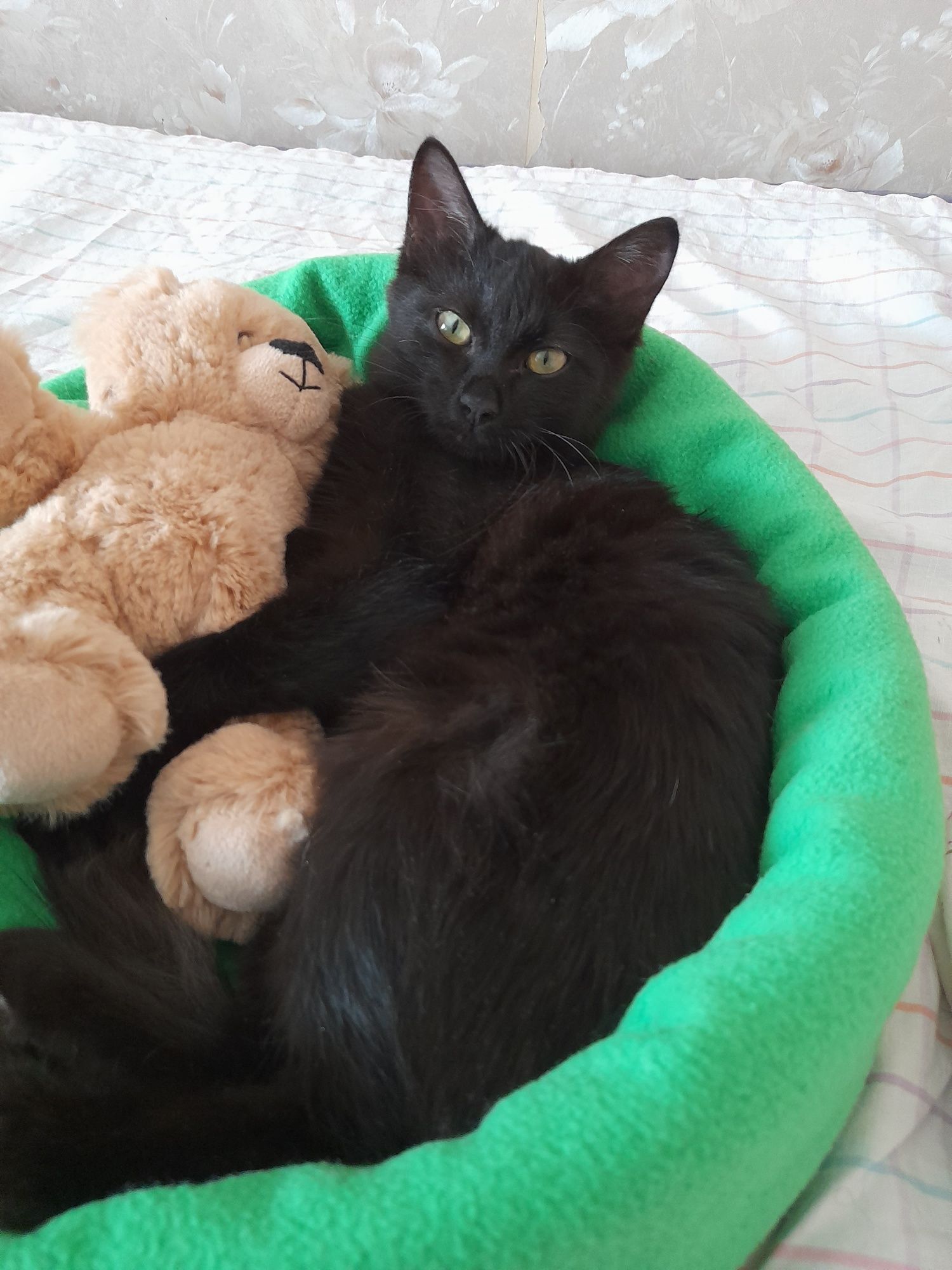 Кошечка девочка 3.5 мес ищет дом