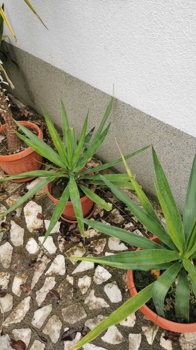 Палми Юка различни големини