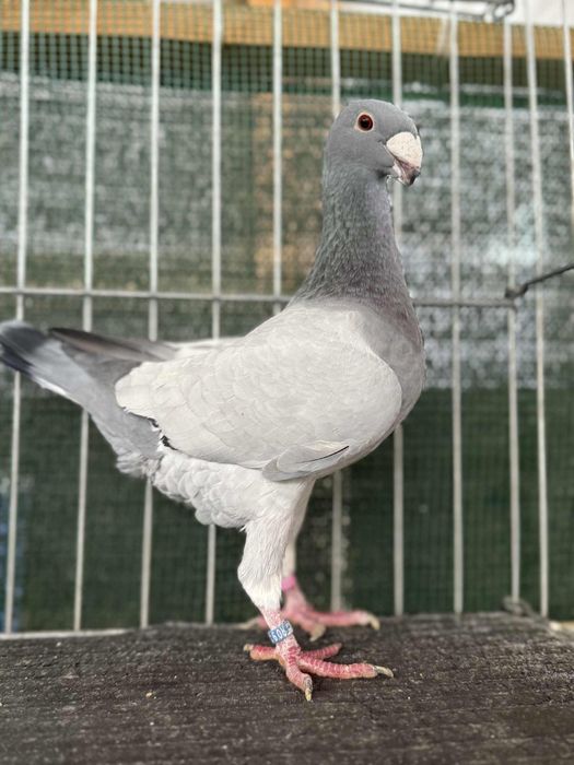 Voiajori germani Barless