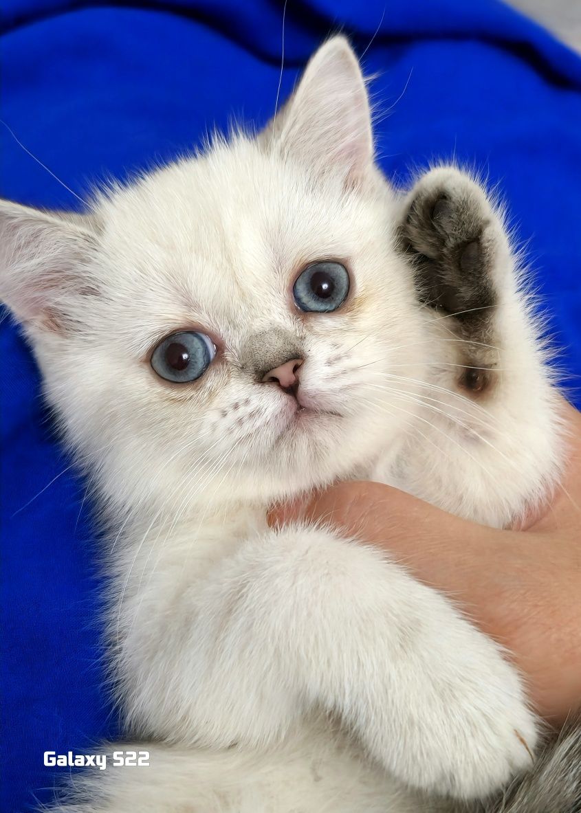 ласковый котёнок