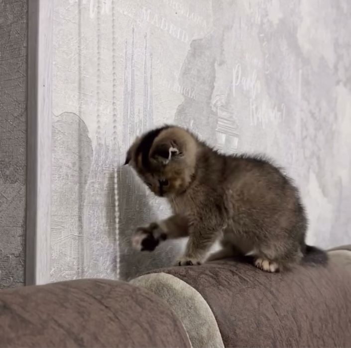 Zolotaya Shinshilla parodali mushuk sotiladi