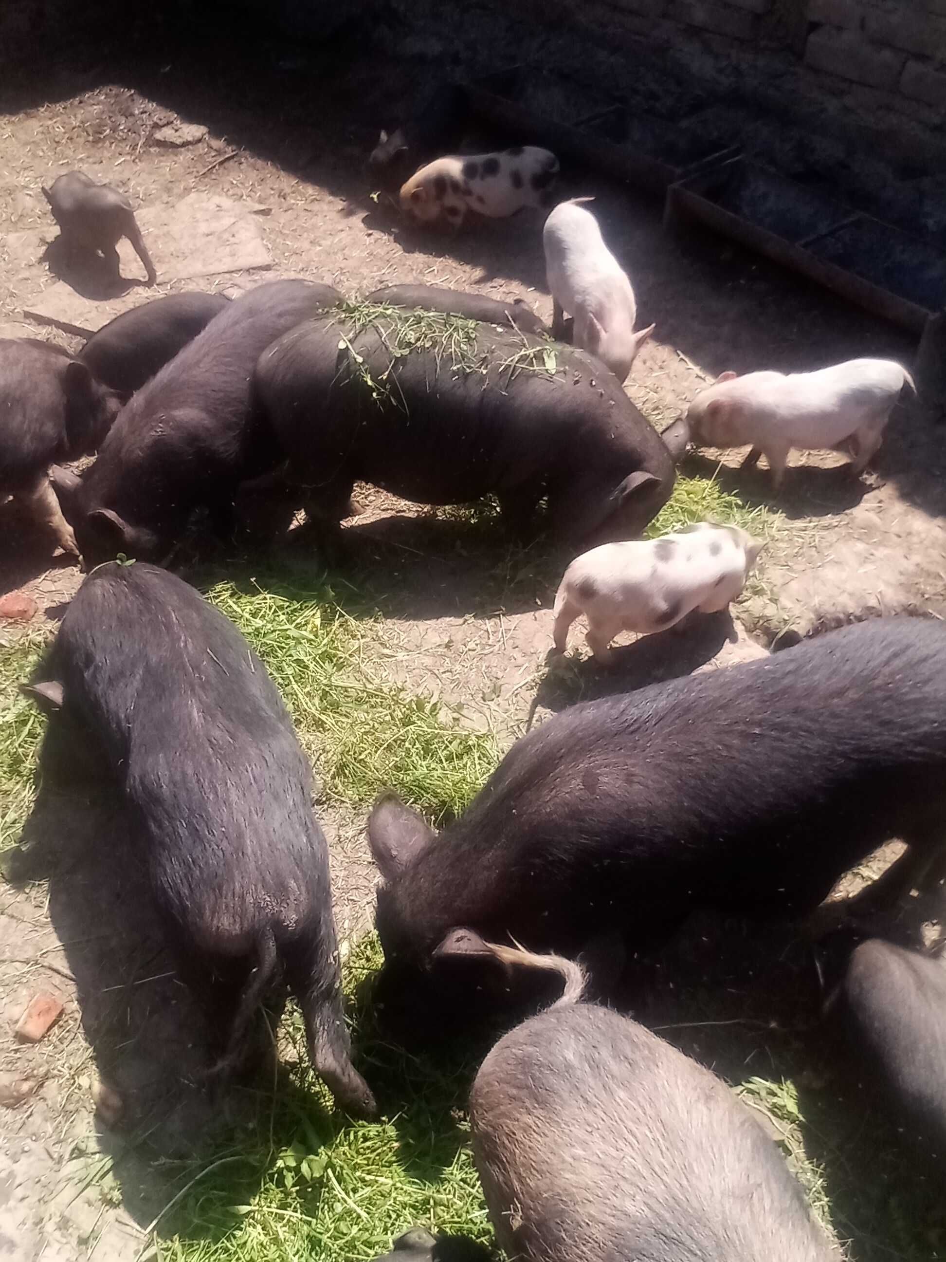 Schimb iezi cu țap de rasă