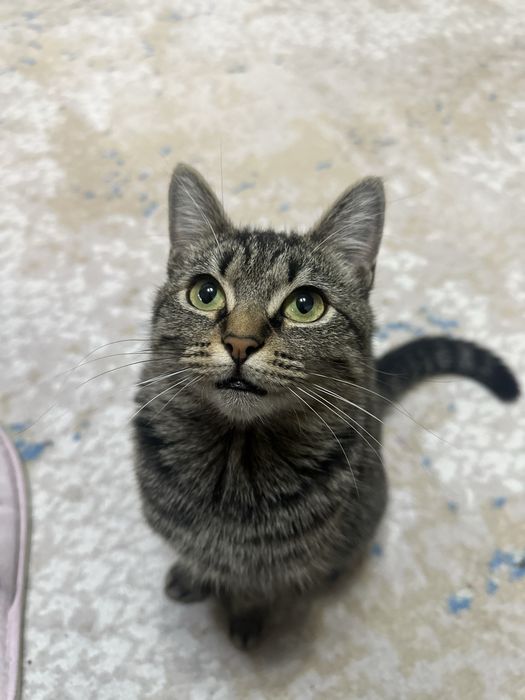 Отдам кошку! Только в хорошие и в заботливые руки!