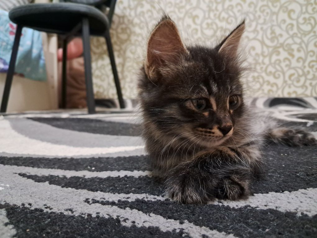 Котёнок нарик породистый