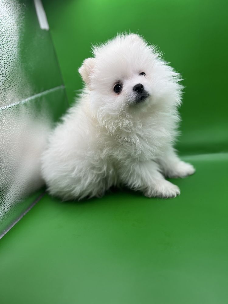 Baietel pomeranian