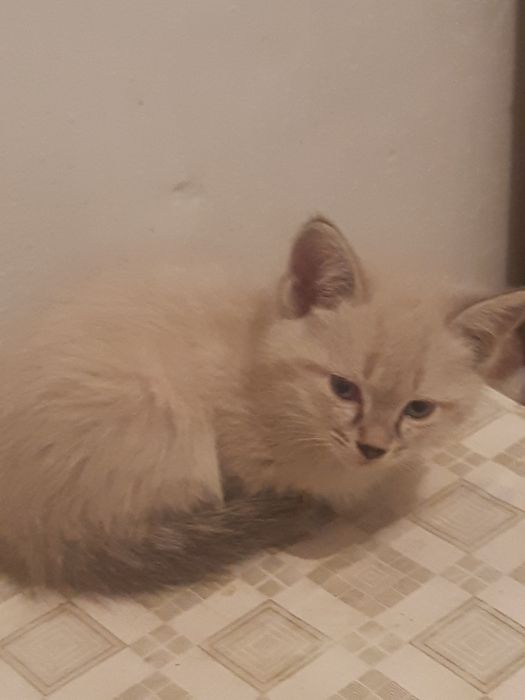 Котята сиамские 5 штук.