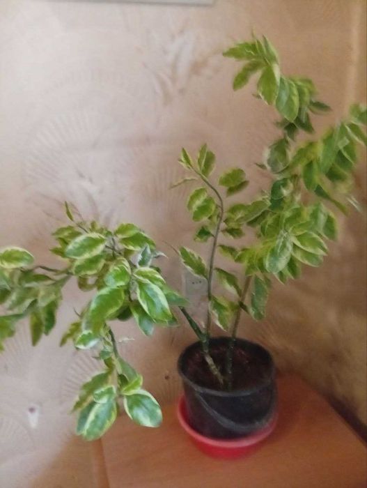 пр одаются комнатные цветы