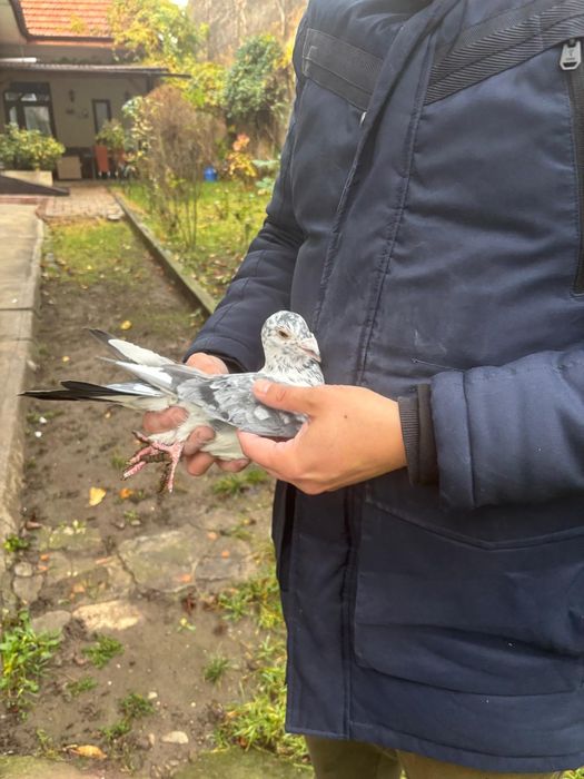 Vand voiajori ornament