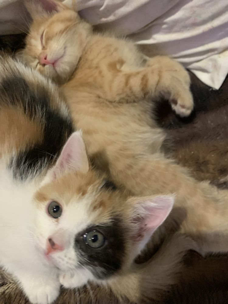 Котята в добрые руки 2 мес