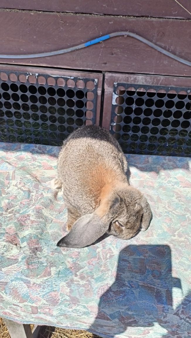 Vînd mascul berbec german agouti foarte frumos