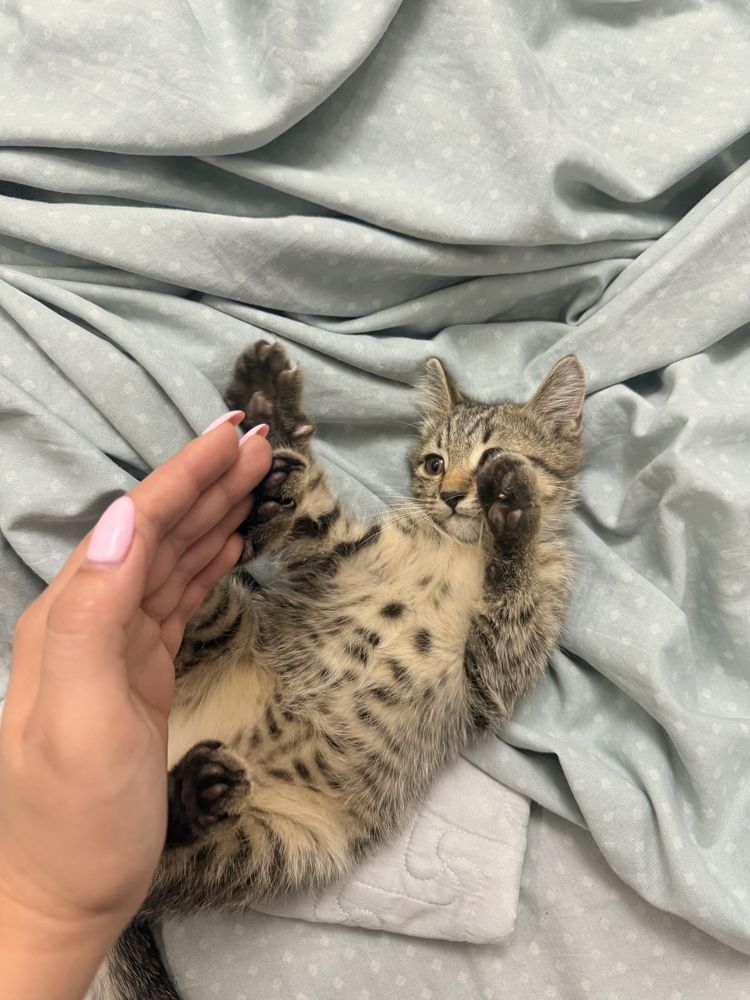 Котик очень игривый любопытный