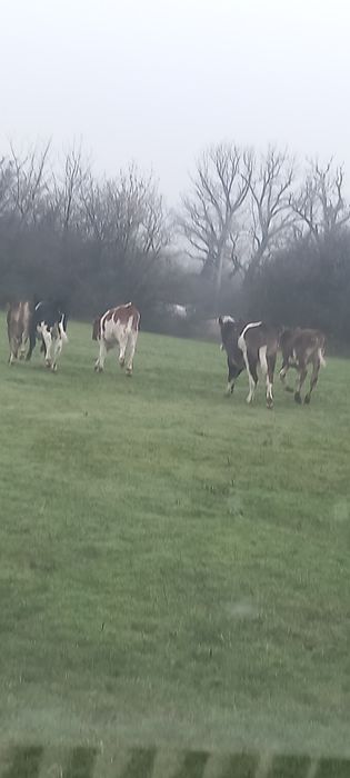 viței de la 2 la 4 luni 5 bucăți vitele toate.