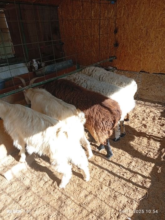 Бугоз экиззой куйлар тезда сотилади шошилинг йеб ичиши кайфияти ало!