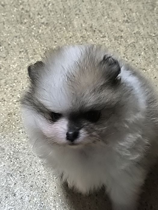 Померан мини момиче