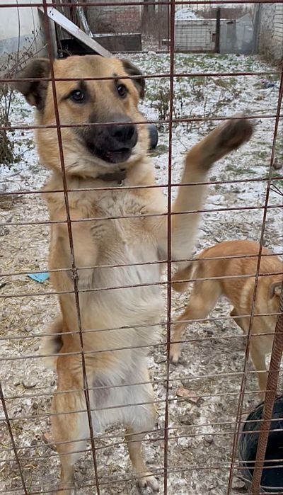 Donez căței simpatici