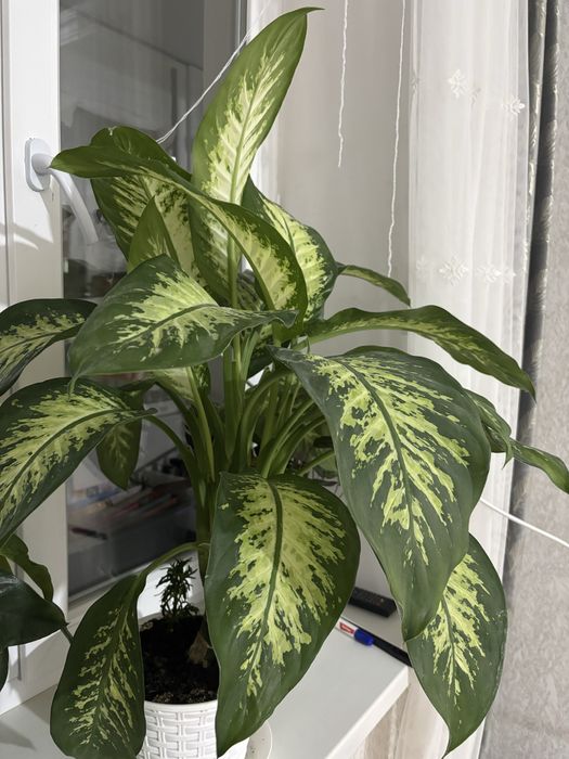 комнатные цветы доллар и диффенбахия