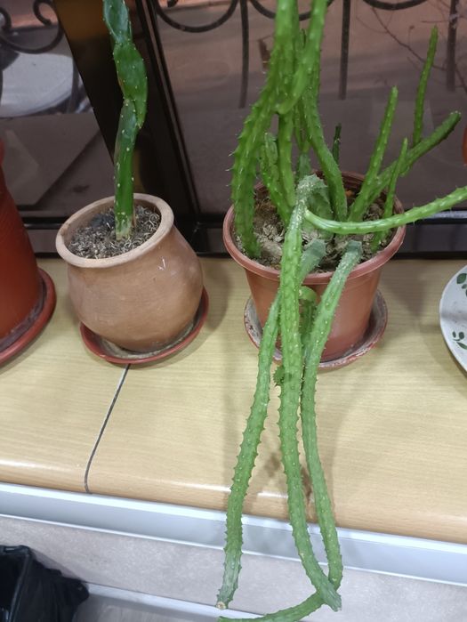 Продам цветы комнатные любой 25000 сум