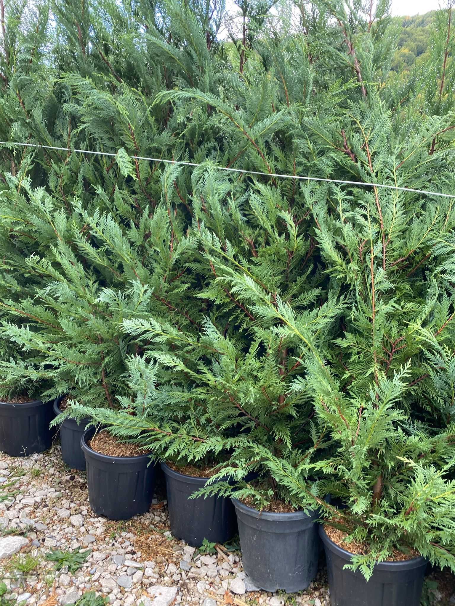 Leylandii Cupressocyparis cu Transport Gratuit !