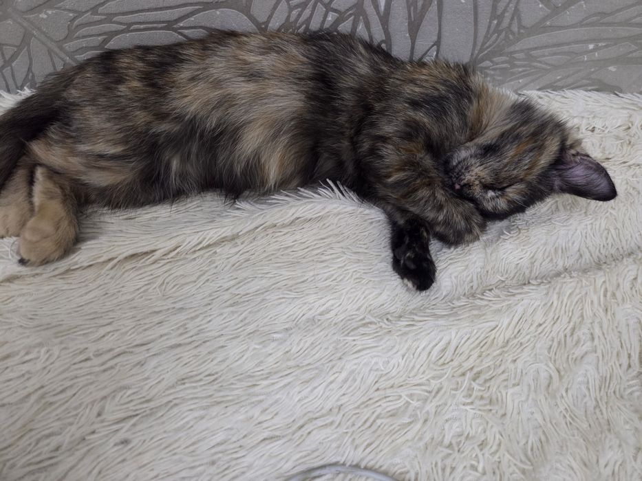 Котёнок девочка 3 месяца