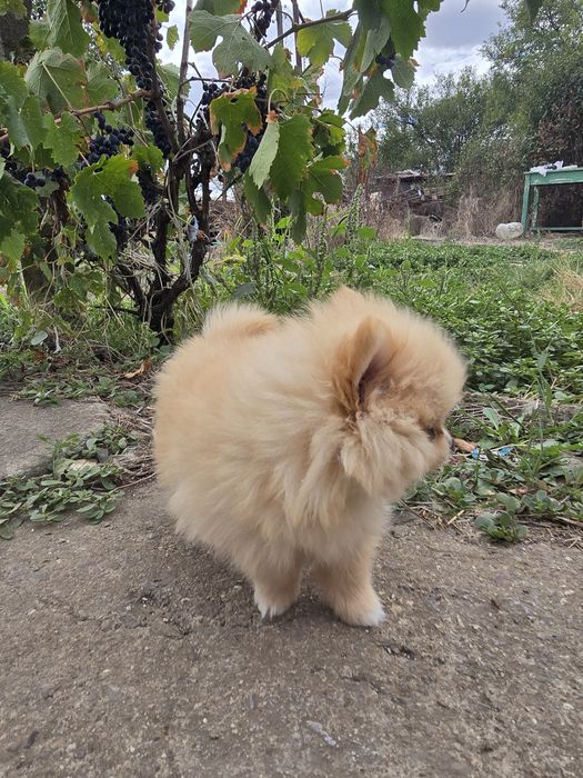 Женски померан ..