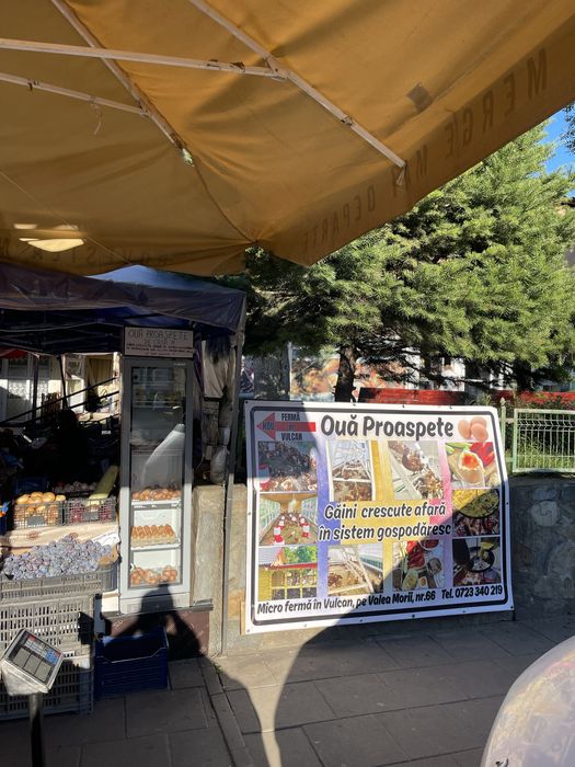 Vand Oua Proaspete De Casa Gaini Crescute Cu Mancare Premium