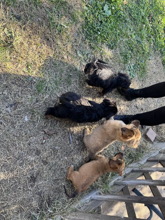 Donez catelusi de talie mica.