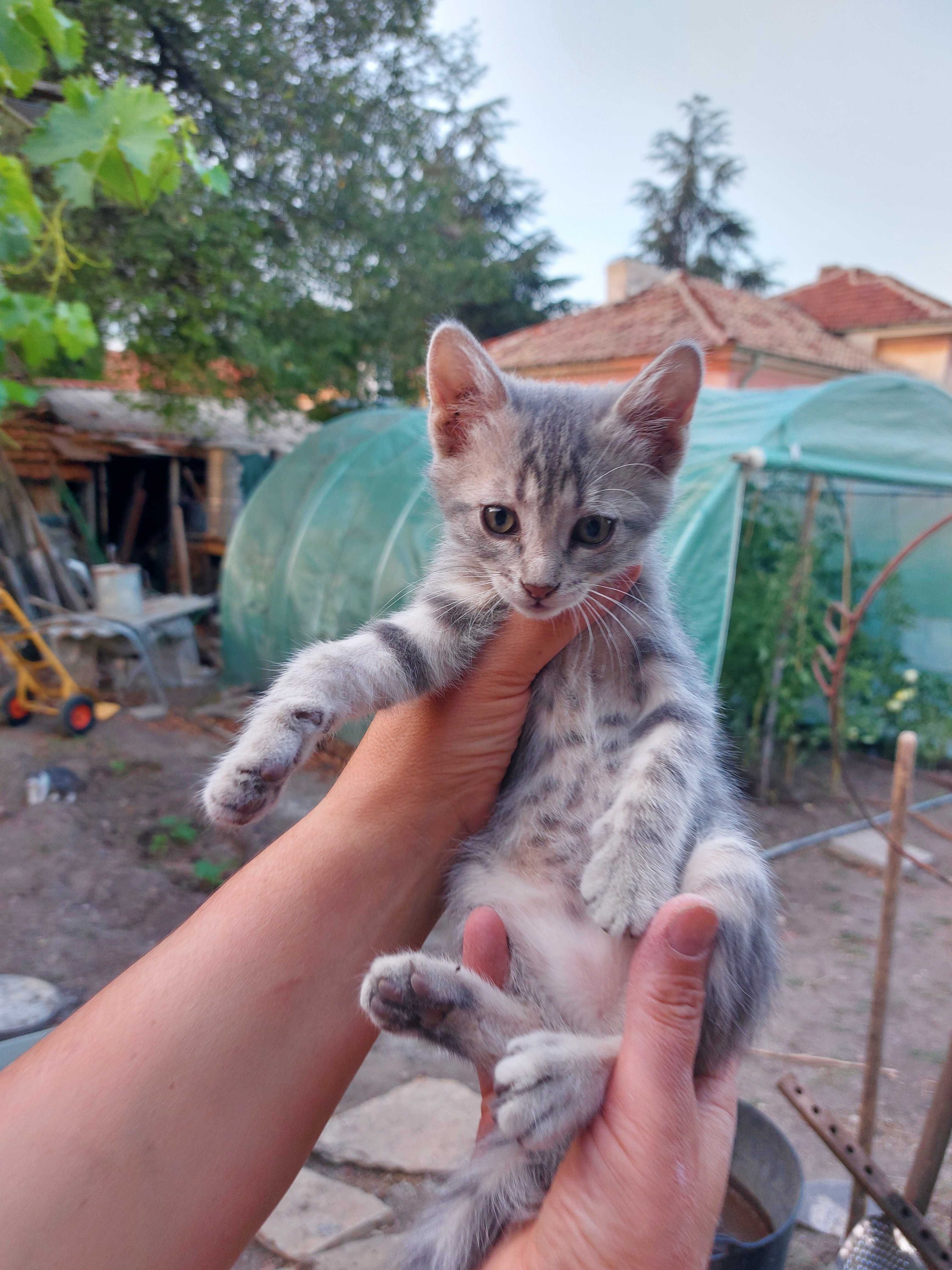 Подарявам котенца
