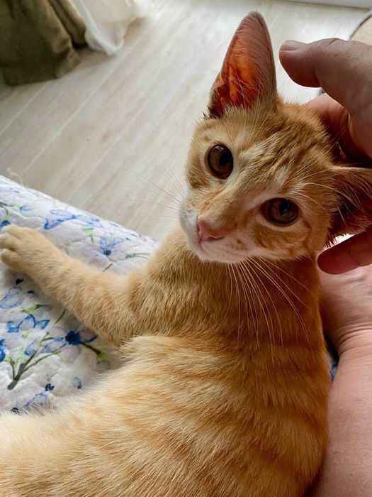 Adoptie pui motan 5 luni, deparazitat, vaccinat