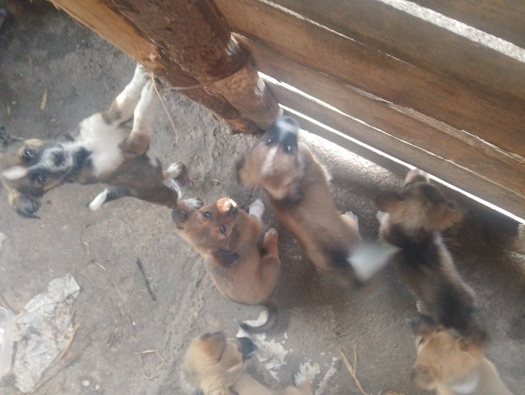 Dau la adopție 6 câini mici și jucăuși