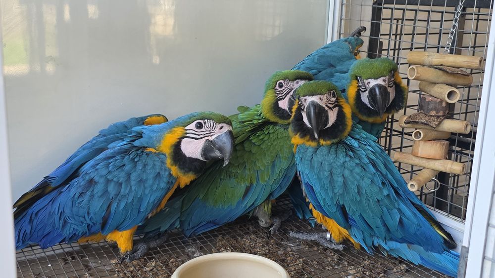 Бебета Синьожълта Ара