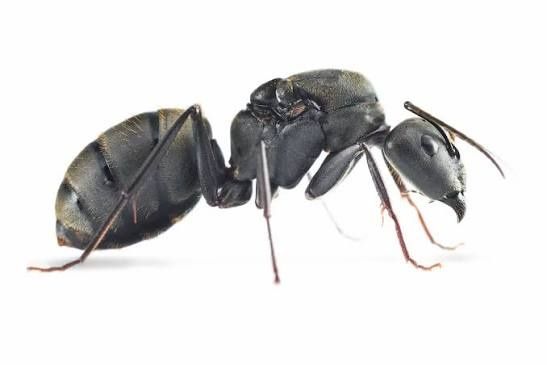Camponotus pseudolendus