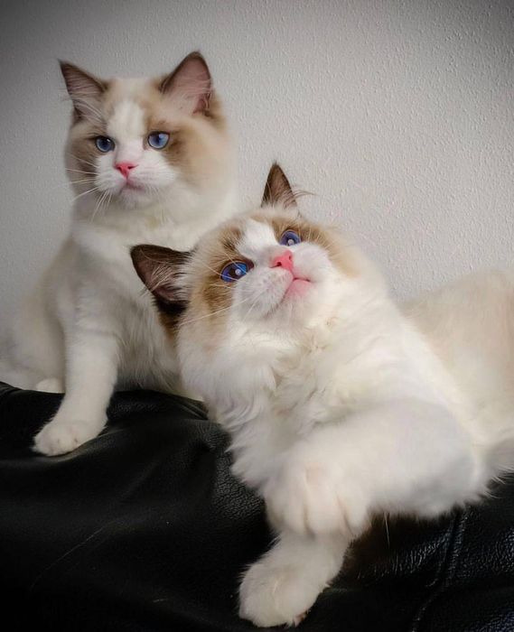 Привезные регдоллы !!