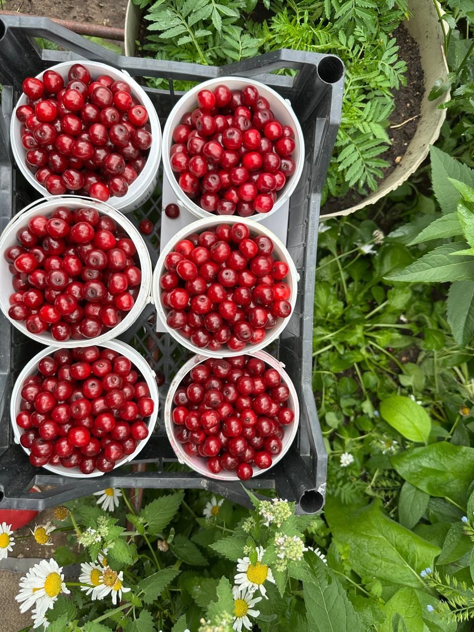 Продам домашнию вишню