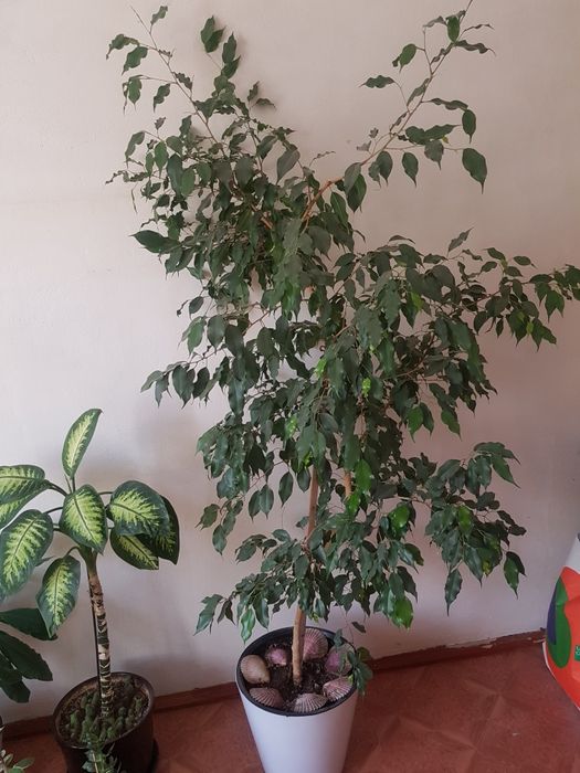 Комнатные растения