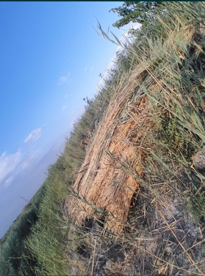 Qamish sotiladi yangi o'rilgan