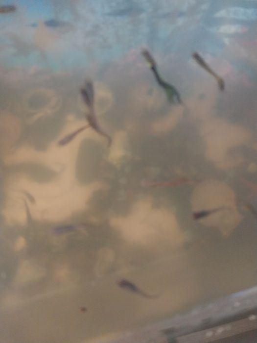 Продам рыбки  аквариумные  Юппи есть малыши.