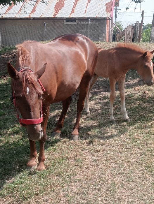 Vând iapă de rasă vârstă 5ani cu mânză  de 3 luni