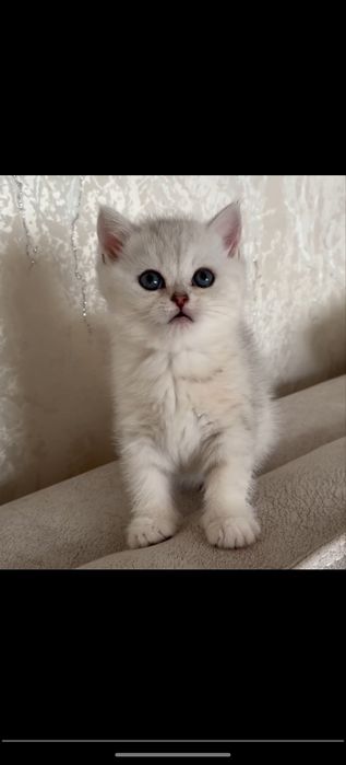 Серебристая шиншилла мальчик Британец тозза кон котенок