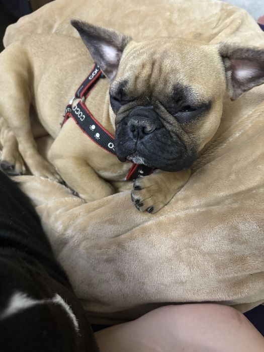 Срочно! Продам французкого бульдога