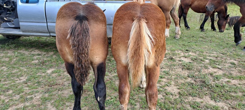 Manji armasari fratii !!