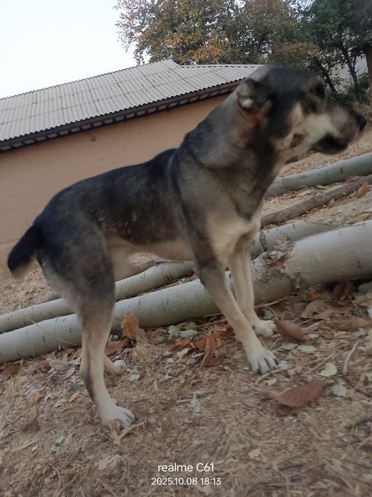 Yuz foizlik kafolti