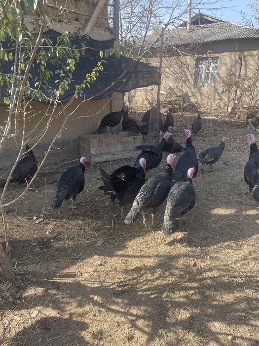 Продаётся Ундюки