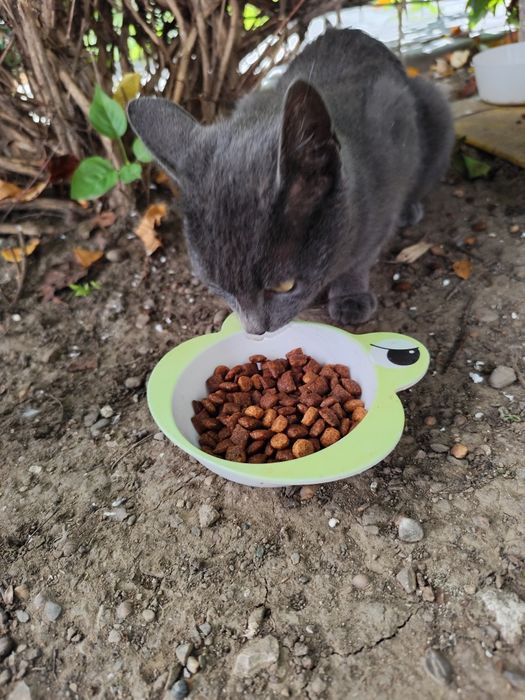 Adopție pisicuță